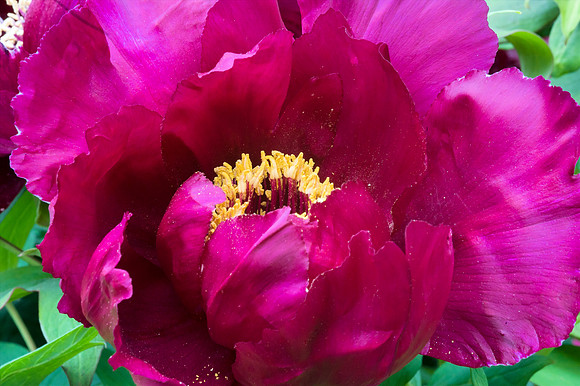 BrooklynBotanicalGrdens_May182013_9002
