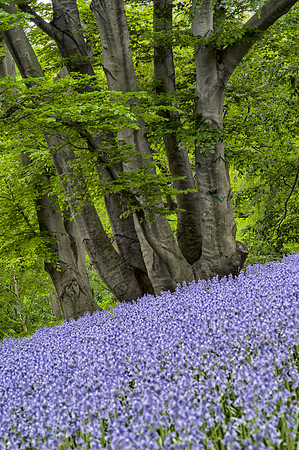 BrooklynBotanicalGrdens_May182013_9028