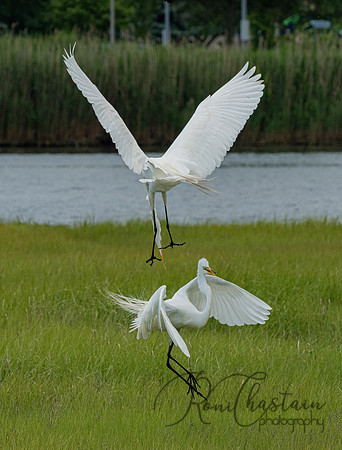 GrHeron Oceanside_0193