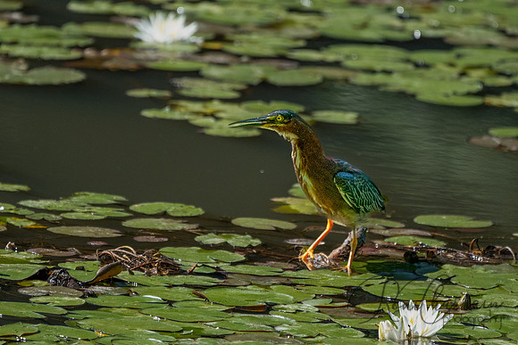 GrHeron Oceanside_0020