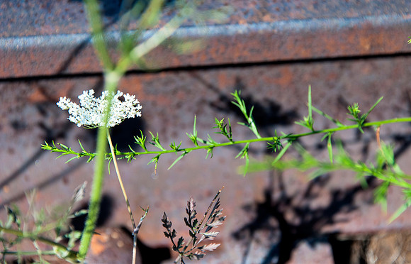 HighLine_Jul272013_0065