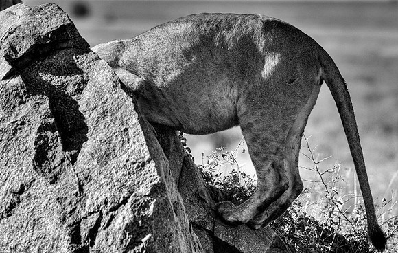 _RMC8299 hdr bw