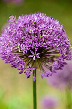 BrooklynBotanicalGrdens_May182013_9041