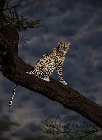 Kenya_Jul312019_7458