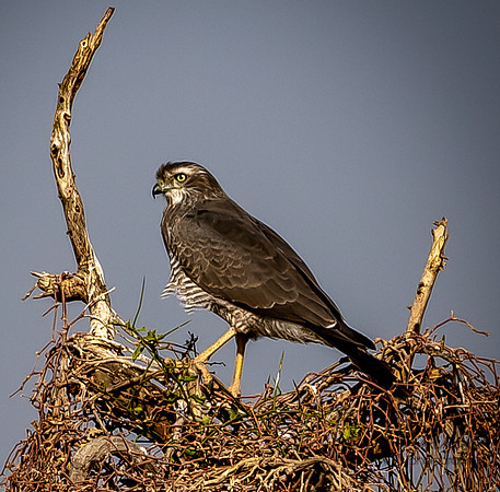 Kenya_Jul242019_6393
