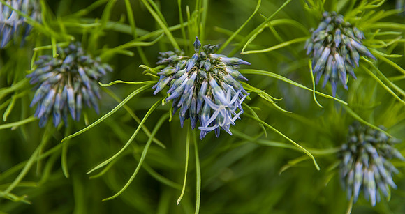 BrooklynBotanicalGrdens_May182013_9052