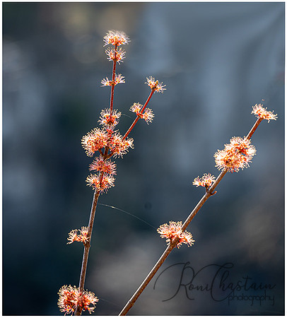 Mohonk Mountain House_0202