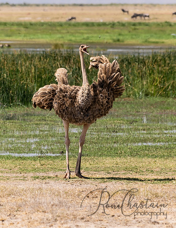 Kenya_Jul232019_2120