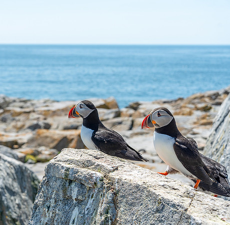 PUFFINS, MAINE 2025_0444