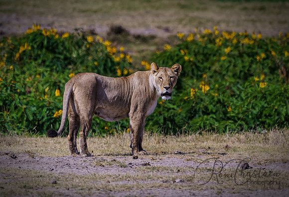 Kenya_Jul232019_2933