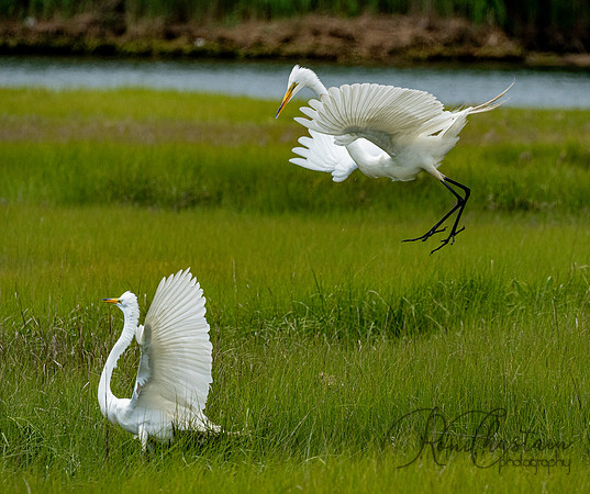 GrHeron Oceanside_0169
