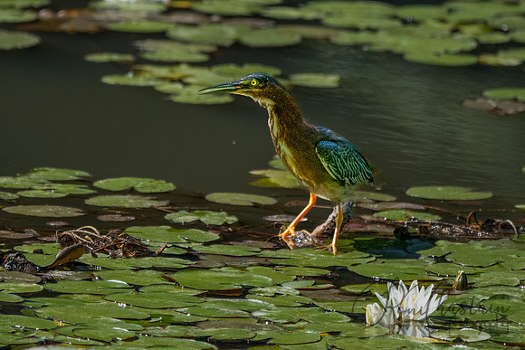GrHeron Oceanside_0021