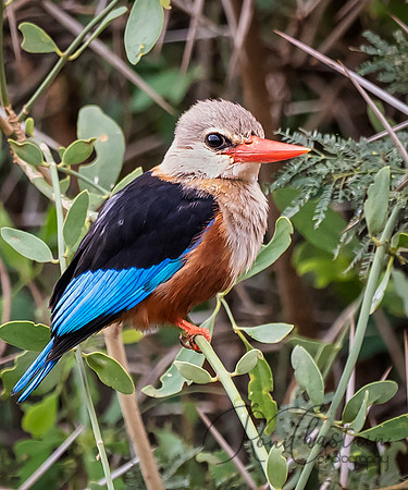 Kenya_Aug012019_6875