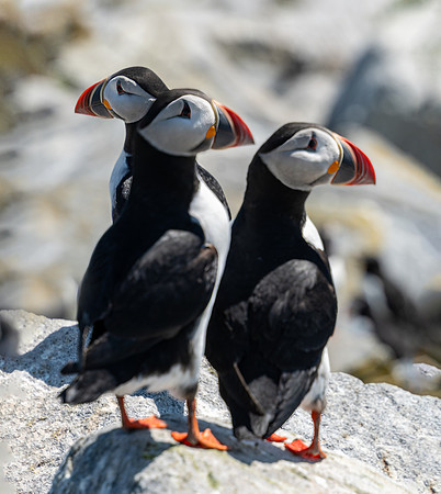 PUFFINS, MAINE 2025_0344