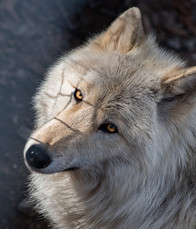 WOLVES_022816_0017