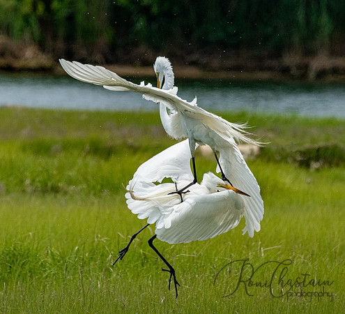 GrHeron Oceanside_0181