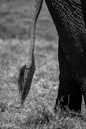 Kenya_Jul242019_0928