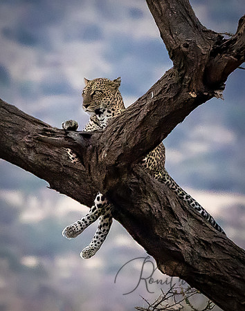Kenya_Jul312019_7445