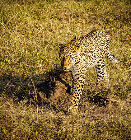 Kenya_Jul282019_4290