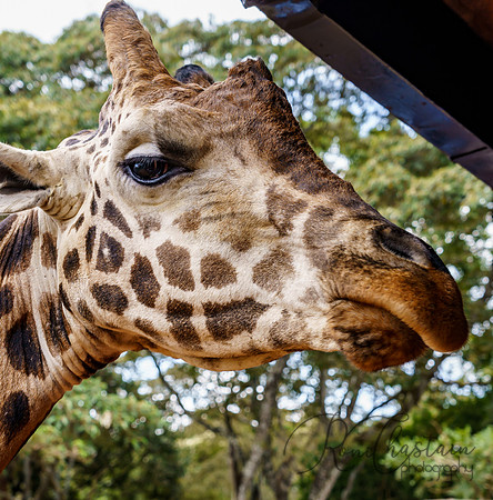 Kenya_Jul212019_3613