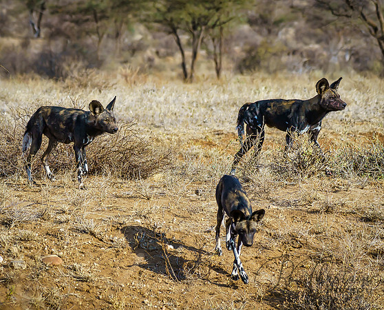 Kenya_Aug012019_6643