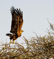 Kenya_Jul252019_6269