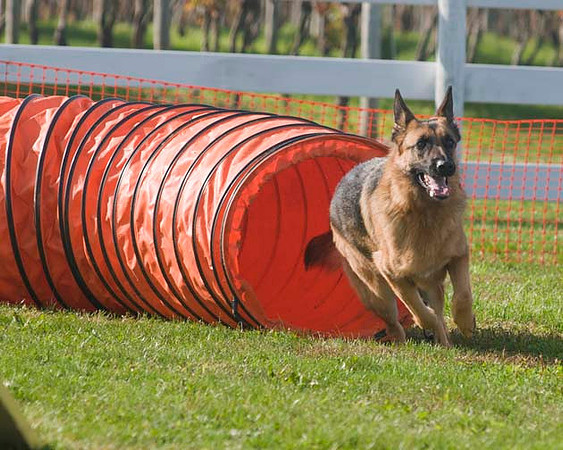 AllfurfunAgility 103010_0146
