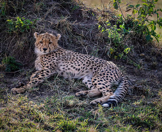 Kenya_Jul262019_5782