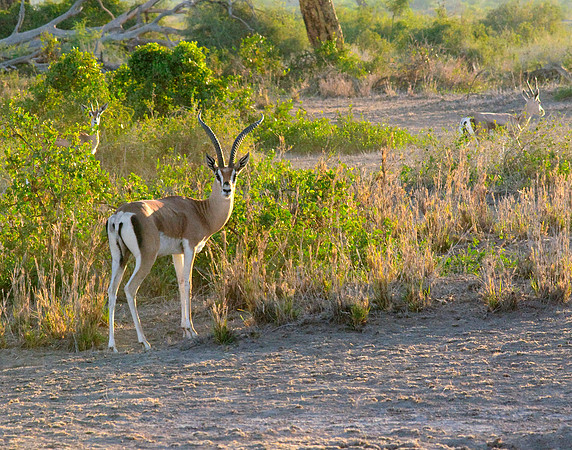 africa 09_6943