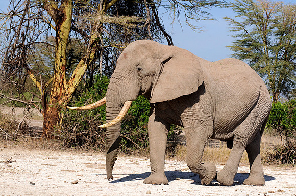 africa 09_6963