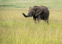 Kenya_072519_5305