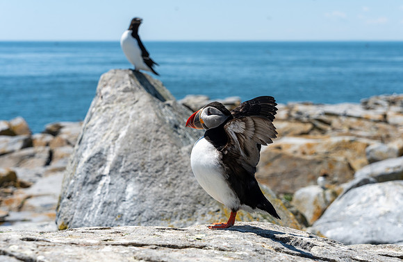 PUFFINS, MAINE 2025_0121