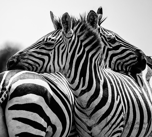 Kenya_Jul262019_5597
