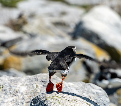PUFFINS, MAINE 2025_0396