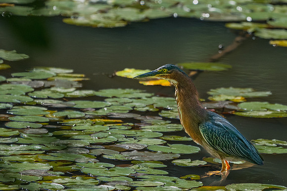 GrHeron Oceanside_0005