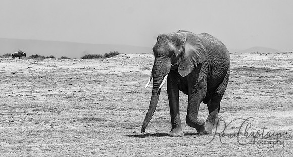 Kenya_Jul232019_2421