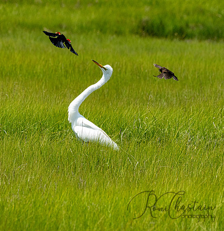 GrHeron Oceanside_0101