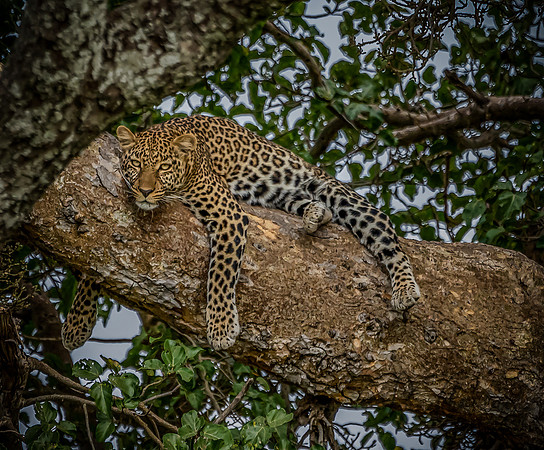 Kenya_Jul272019_4952
