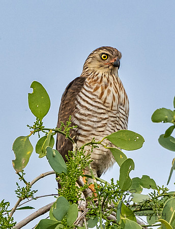 Kenya_Aug012019_6947