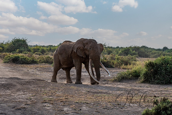 Kenya_Jul222019_4147