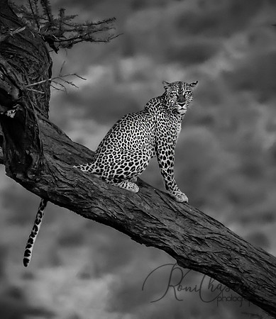 Kenya_Jul312019_7457 bw