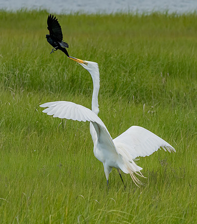 GrHeron Oceanside_0205