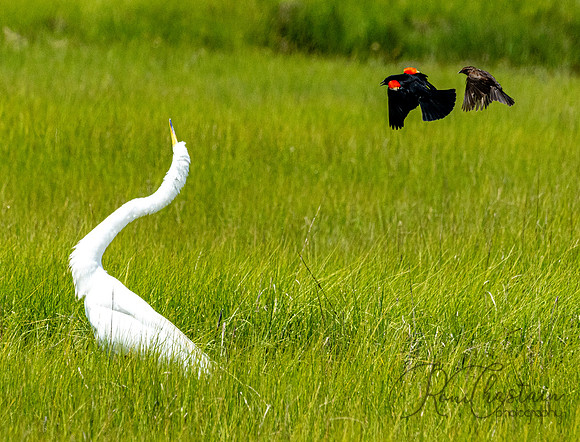 GrHeron Oceanside_0103