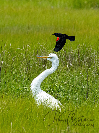 GrHeron Oceanside_0155