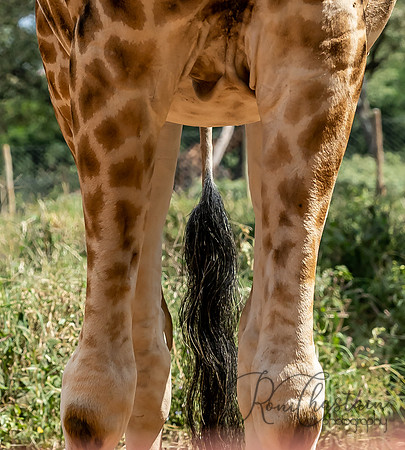 Kenya_Jul212019_3671