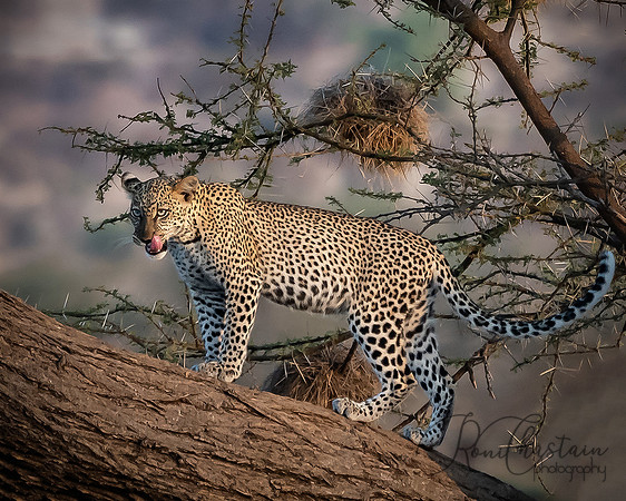 Kenya_Jul312019_7574