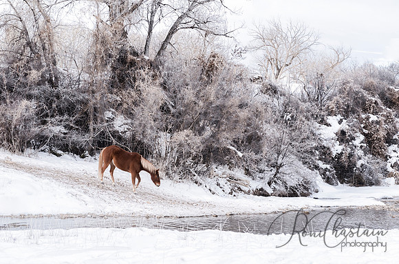CodyWY-75-_012418_2082 - Copy