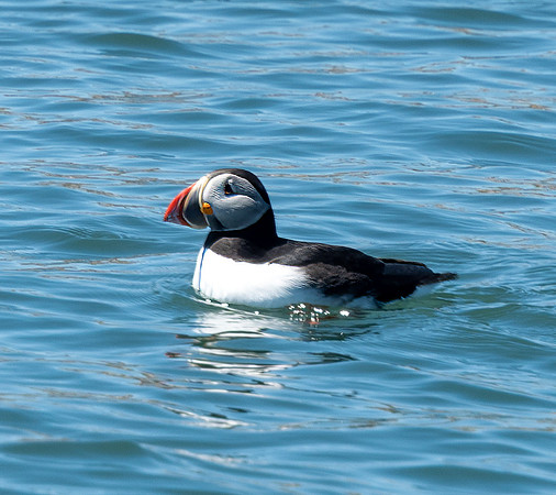 PUFFINS, MAINE 2025_0060