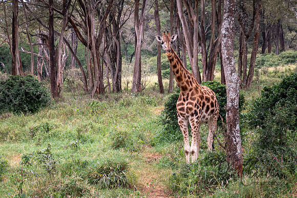 Kenya_Jul212019_3831