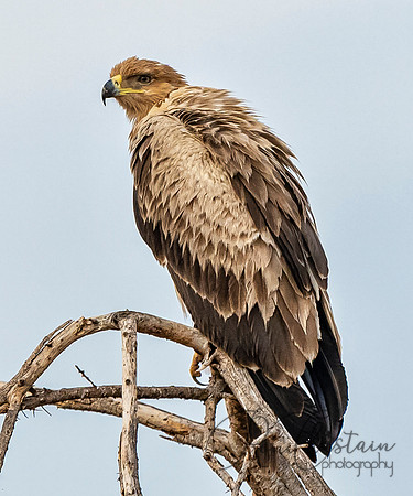 Kenya_Aug012019_6930